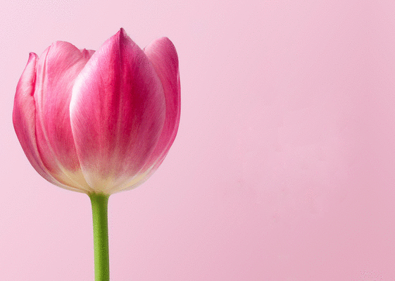 Carte Une tulipe pour ma mamie Carte personnalisée fête des mamies