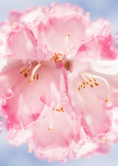 Carte Fête des mamie et belle fleur rose Carte personnalisée fête des mamies