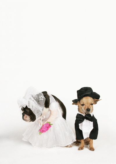 Carte Mariage petits chiens Faire-part de mariage