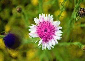 Carte Jolie fleur violette Carte avec des fleurs