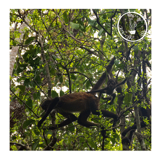 Carte Singe dans le parc de Calakmul au Mexique Carte d'animaux