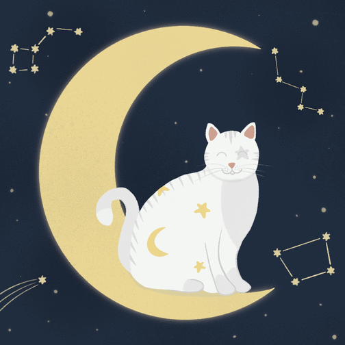Carte Make a wish avec un chat sur la lune Carte chat et chaton