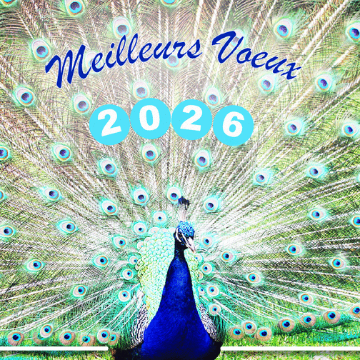 Carte Oiseaux éclatants pour des voeux 2026 en couleur Carte de voeux Nature 2026