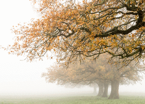 Carte Brouillard de fin d`automne Carte de paysages
