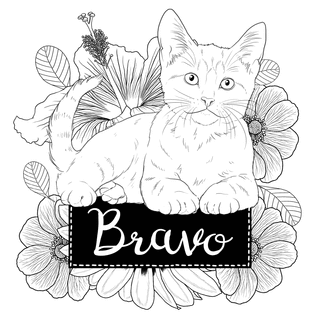 Carte Bravo avec un chat à colorier Carte félicitation