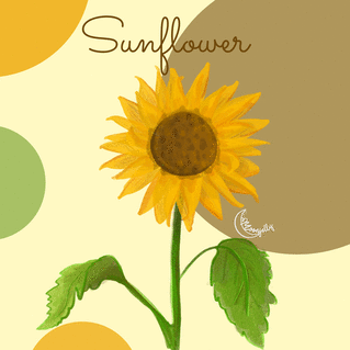 Carte Sunflower Carte postale d'août et vacances