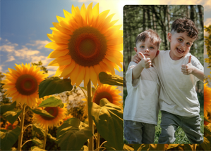 Carte Grand soleil sur champs de tournesol Carte postale de Juillet et d'été